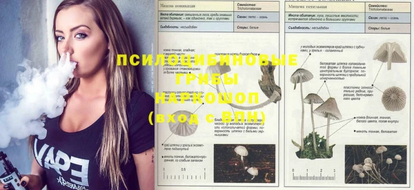 ПСИЛОЦИБИНОВЫЕ ГРИБЫ Тавда